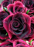 Dark Red Roses Diamond Painting